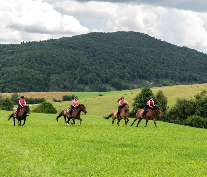 Sprzedaż koni