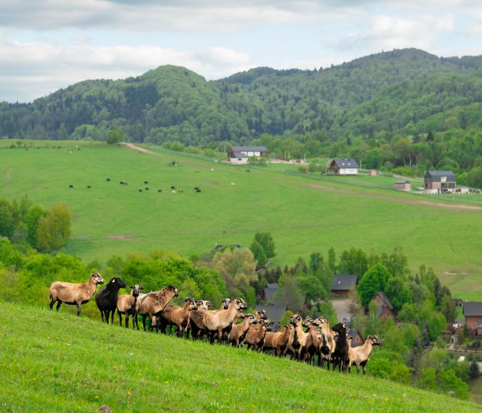 Atrakcje